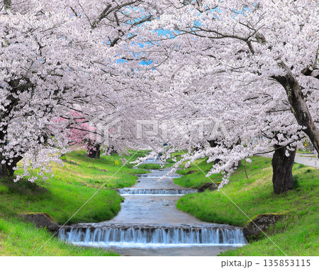 川沿いに咲く満開の桜　観音寺川の桜 135853115