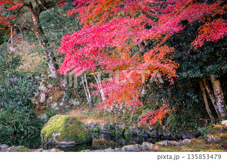 Nov 23 2025 Serene Garden at Historic Shorin in Temple Kyoto 135853479