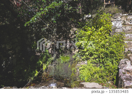 Nov 23 2025 Serene Garden at Historic Shorin in Temple Kyoto 135853485