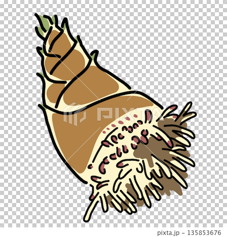 A simple illustration of freshly dug bamboo shoots with roots still attached 135853676