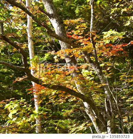 斜里岳登山道の紅葉 斜里岳登山道の紅葉 135853723