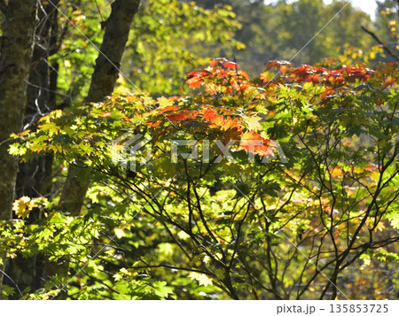 斜里岳登山道の紅葉 斜里岳登山道の紅葉 135853725