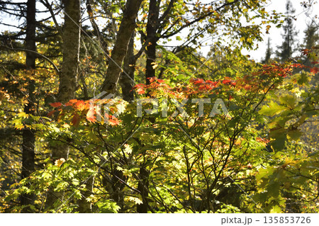 斜里岳登山道の紅葉 135853726