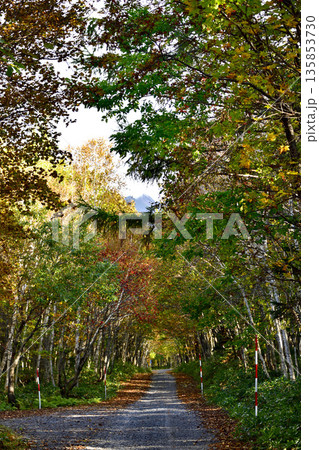 斜里岳登山道の紅葉 135853730