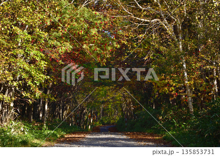 斜里岳登山道の紅葉 斜里岳登山道の紅葉 135853731