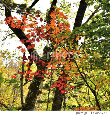 斜里岳登山道の紅葉 135853732