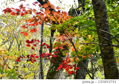斜里岳登山道の紅葉 135853733