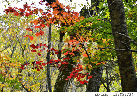 斜里岳登山道の紅葉 135853734