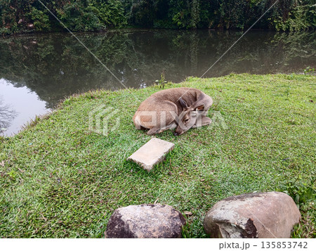 Sambar deer lying and resting on grass in tropical forest at Khao Yai National Park, Brown fur mammal and hoofed animal in World Heritage site with black water of swamp and green tree, Thailand Sambar deer lying and resting on grass in tropical forest at Khao Yai National Park, Brown fur mammal and hoofed animal in World Heritage site with black water of swamp and green tree, Thailand 135853742