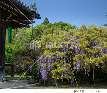 藤の花に囲まれた寺 藤の花に囲まれた寺 135853766