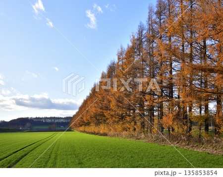 清里カラマツ防風林 135853854