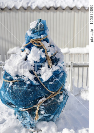 素人が適当に施したドウダンツツジのネットでの雪囲い 素人が適当に施したドウダンツツジのネットでの雪囲い 135853899