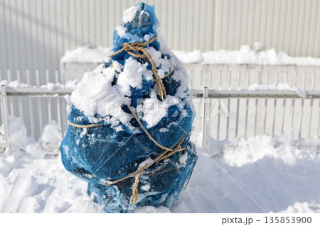 素人が適当に施したドウダンツツジのネットでの雪囲い 素人が適当に施したドウダンツツジのネットでの雪囲い 135853900