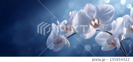 静謐な背景の弔事用フラワーアレンジメント｜胡蝶蘭 135854322