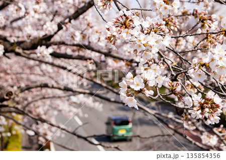 春の陽射しを浴びて街角を彩る桜の花の風景 135854356