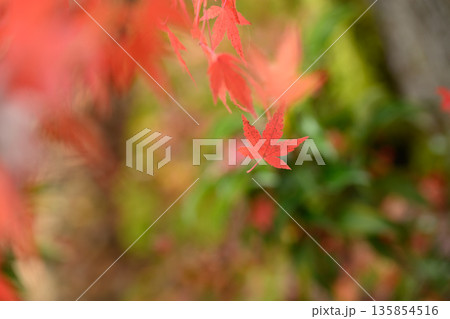 蜘蛛の糸に釣られた紅葉した紅葉 135854516
