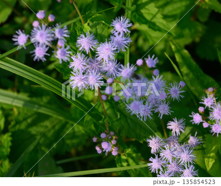 紫色の花を咲かせた植物を撮影した写真 135854523