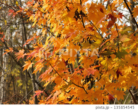 清里町郊外の紅葉 135854545
