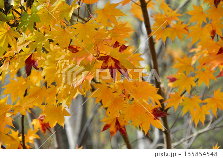 清里町郊外の紅葉 清里町郊外の紅葉 135854548