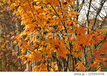 清里町郊外の紅葉 清里町郊外の紅葉 135854549