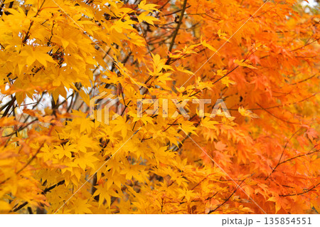 清里町郊外の紅葉 135854551