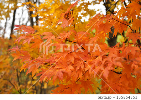 清里町郊外の紅葉 清里町郊外の紅葉 135854553
