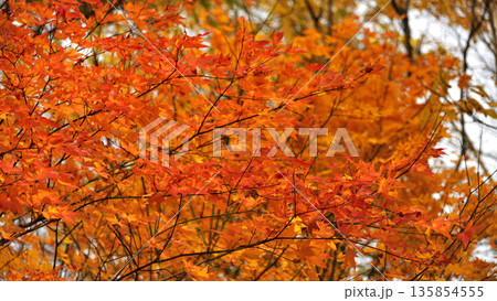 清里町郊外の紅葉 135854555