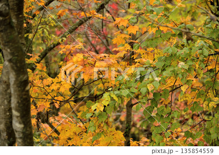 清里町郊外の紅葉 135854559