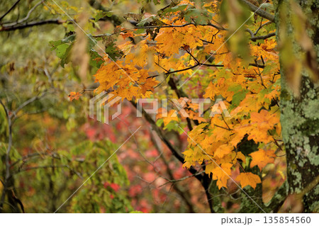 清里町郊外の紅葉 135854560