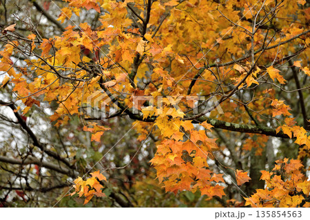 清里町郊外の紅葉 清里町郊外の紅葉 135854563