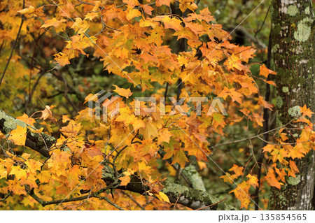 清里町郊外の紅葉 135854565