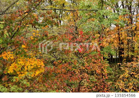 清里町郊外の紅葉 清里町郊外の紅葉 135854566
