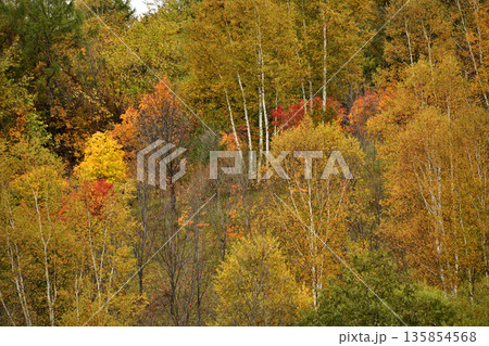 清里町郊外の紅葉 清里町郊外の紅葉 135854568