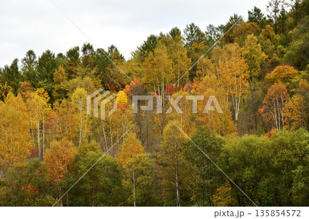清里町郊外の紅葉 清里町郊外の紅葉 135854572