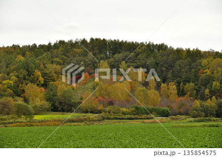 清里町郊外の紅葉 清里町郊外の紅葉 135854575