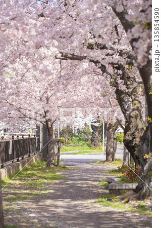 桜のトンネル桜並木道の縦画像 桜のトンネル桜並木道の縦画像 135854590