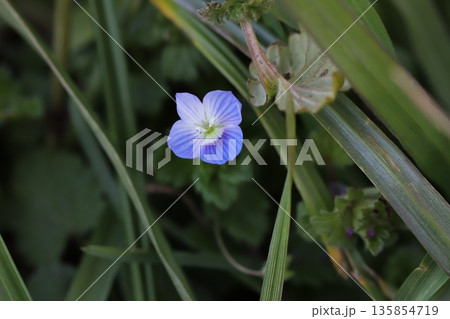 冬の道端に咲く青いオオイヌノフグリの花 135854719