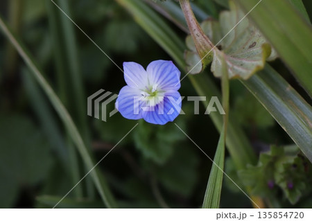 冬の道端に咲く青いオオイヌノフグリの花 135854720