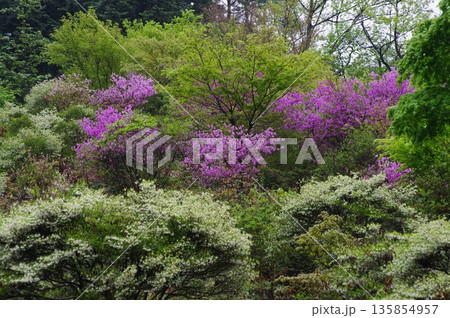 春の岐阜県岐阜市の大龍寺には、紫や白色のどうだんつつがじ裏山一面咲いています。 春の岐阜県岐阜市の大龍寺には、紫や白色のどうだんつつがじ裏山一面咲いています。 135854957