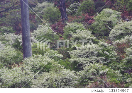 春の岐阜県岐阜市の大龍寺には、紫や白色のどうだんつつがじ裏山一面咲いています。 春の岐阜県岐阜市の大龍寺には、紫や白色のどうだんつつがじ裏山一面咲いています。 135854967