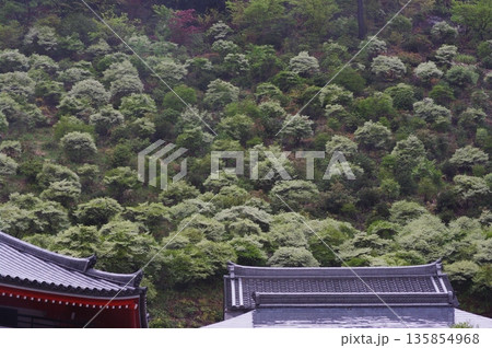 春の岐阜県岐阜市の大龍寺には、紫や白色のどうだんつつがじ裏山一面咲いています。 135854968