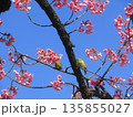 寒緋桜とメジロ 135855027