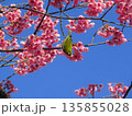 寒緋桜とメジロ 135855028