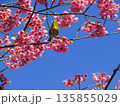 寒緋桜とメジロ 135855029