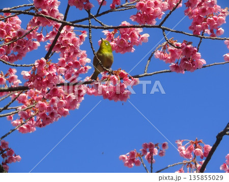 寒緋桜とメジロ 135855029