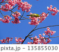 寒緋桜とメジロ 135855030