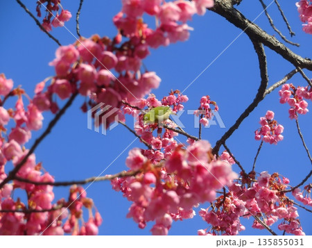 寒緋桜とメジロ 135855031