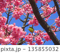 寒緋桜とメジロ 135855032