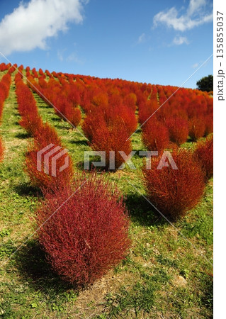 コキアの紅葉 コキアの紅葉 135855037