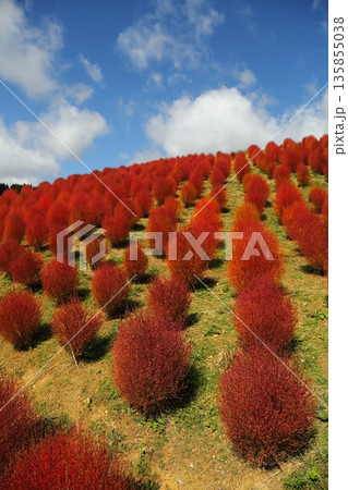 コキアの紅葉 コキアの紅葉 135855038